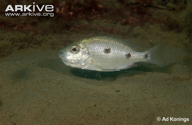 Copadichromis verduyni Konings, 1990